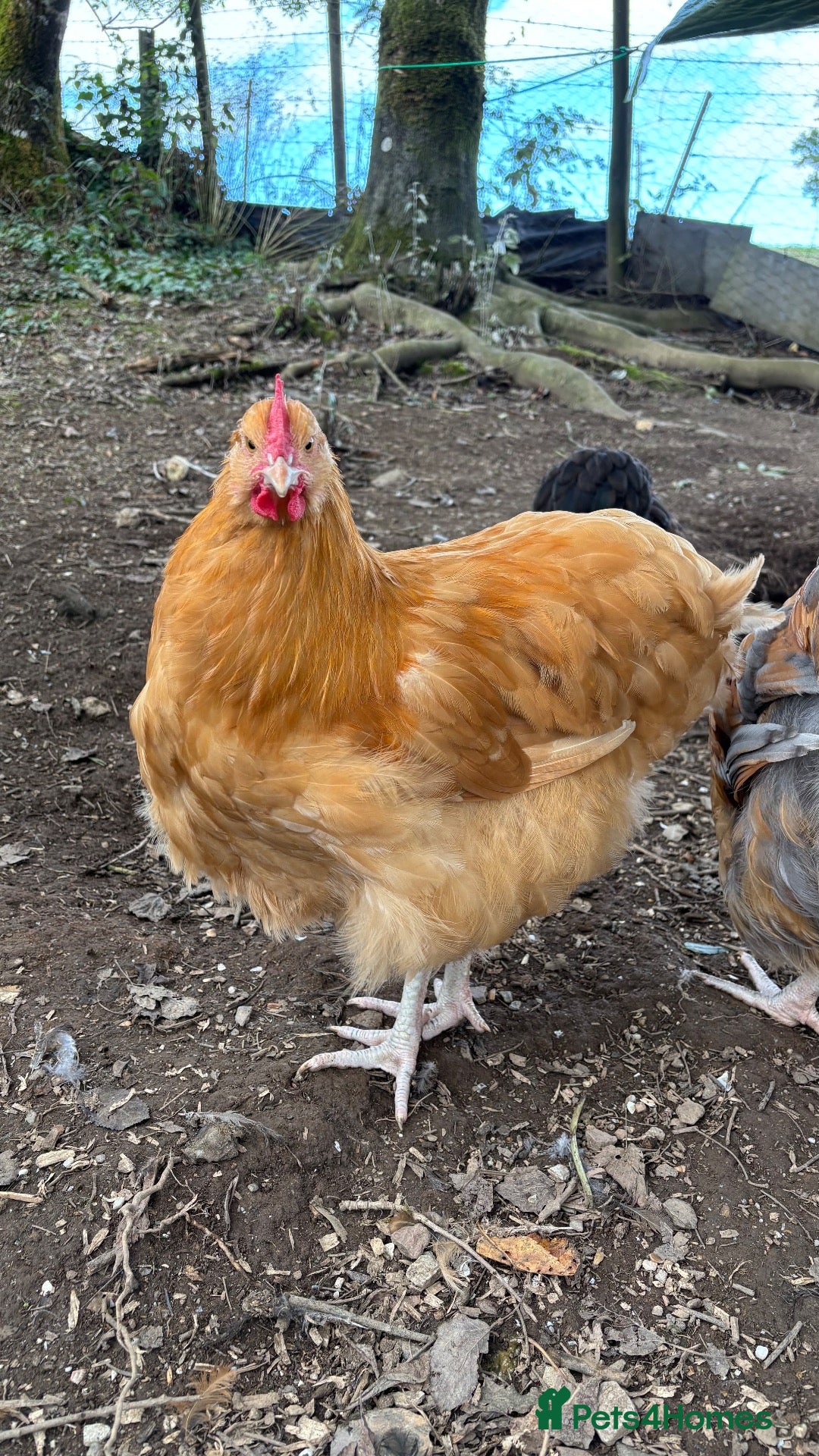 Chickens poultry Orpington Cockerels 12 weeks old  - Advert 8