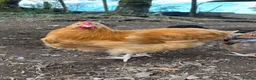 Chickens poultry for sale: Orpington Cockerels 12 weeks old  - Advert 1