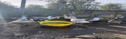 Waterfowl poultry for sale: Various Trios Muscovy ducks - Advert 3