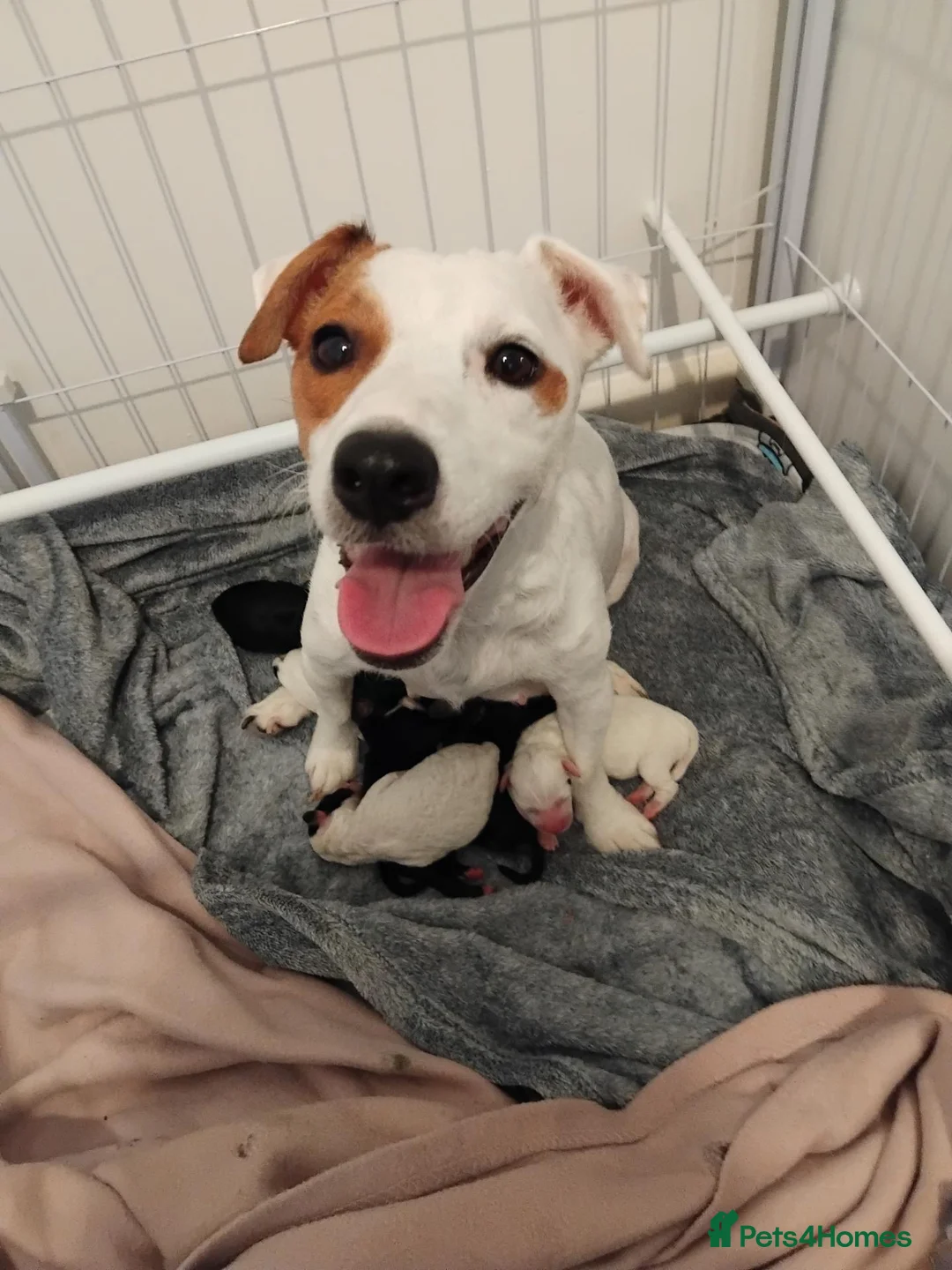 Mixed Breed dogs for sale: Adorable jackapoo jack russel x cockapoo puppies. in Oxford - Advert 1