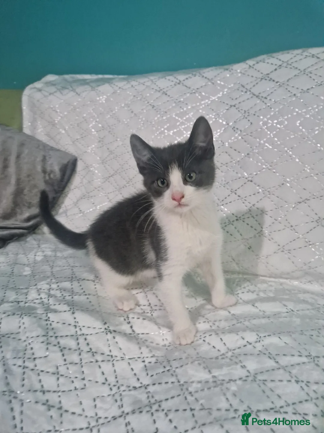 British Shorthair cats for sale: Friendly Kittens Looking for Loving Homes in Croydon - Advert 5