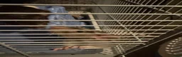 Rat rodents for sale: 4 male rats for adoption.(Cage included plus more) - Advert 8