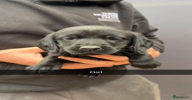 Cockerdor dogs - Advert 8