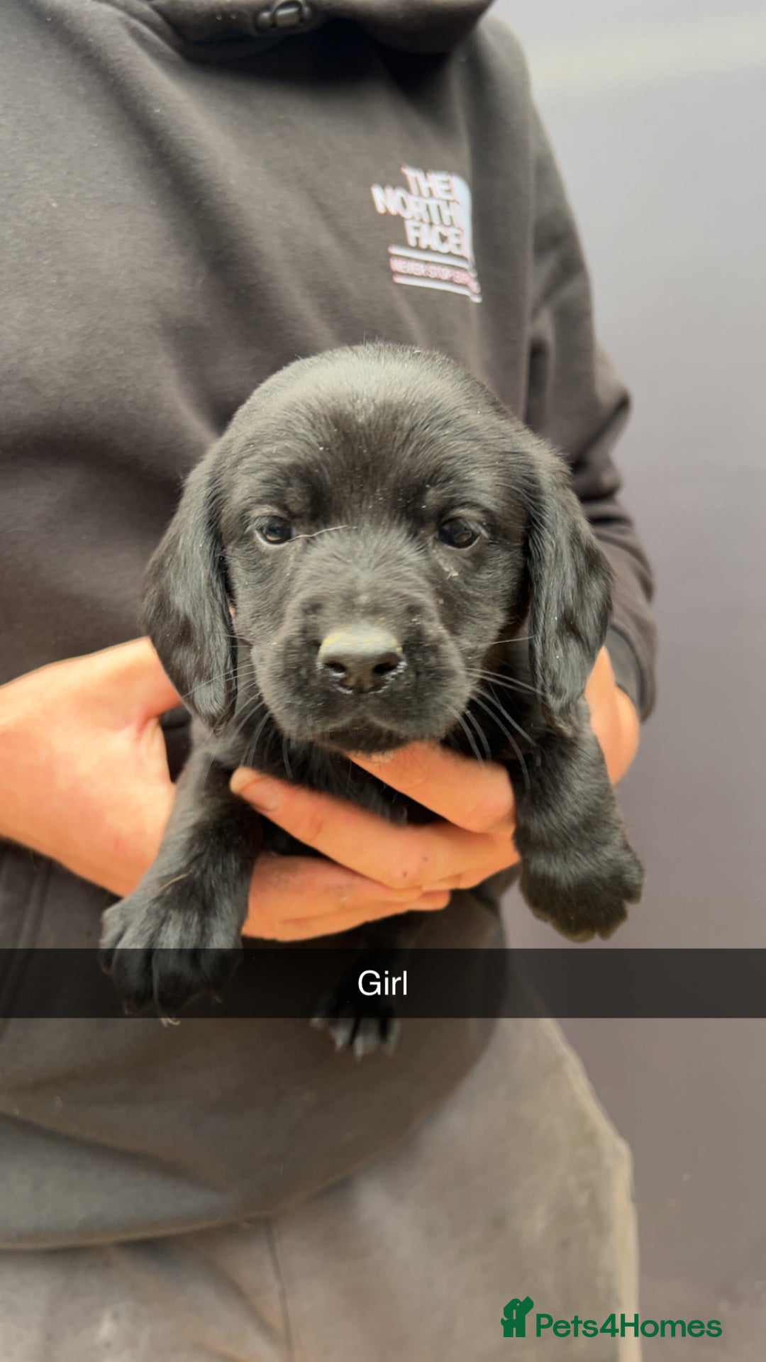 Cockerdor dogs for sale: 9 gorgeous cockerdor puppies  - Image 3