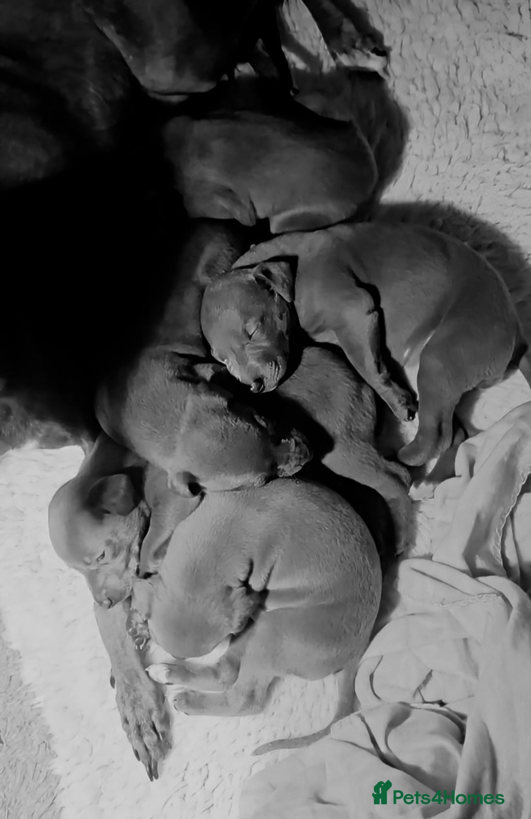 Whippet dogs for sale: Beautiful whippet babies  - Advert 17