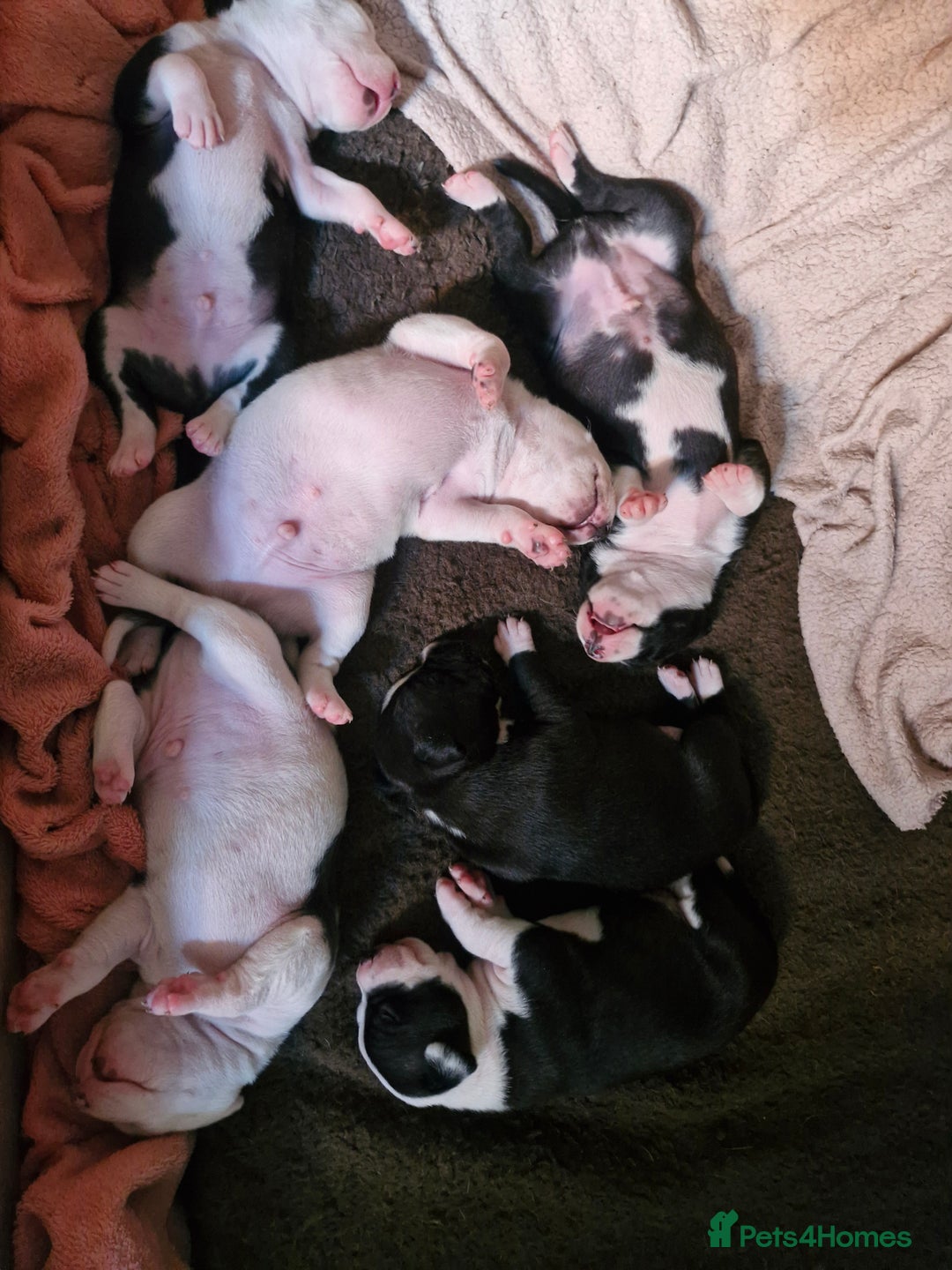 Staffordshire Bull Terrier dogs for sale: From Our Family to Yours - Image 13