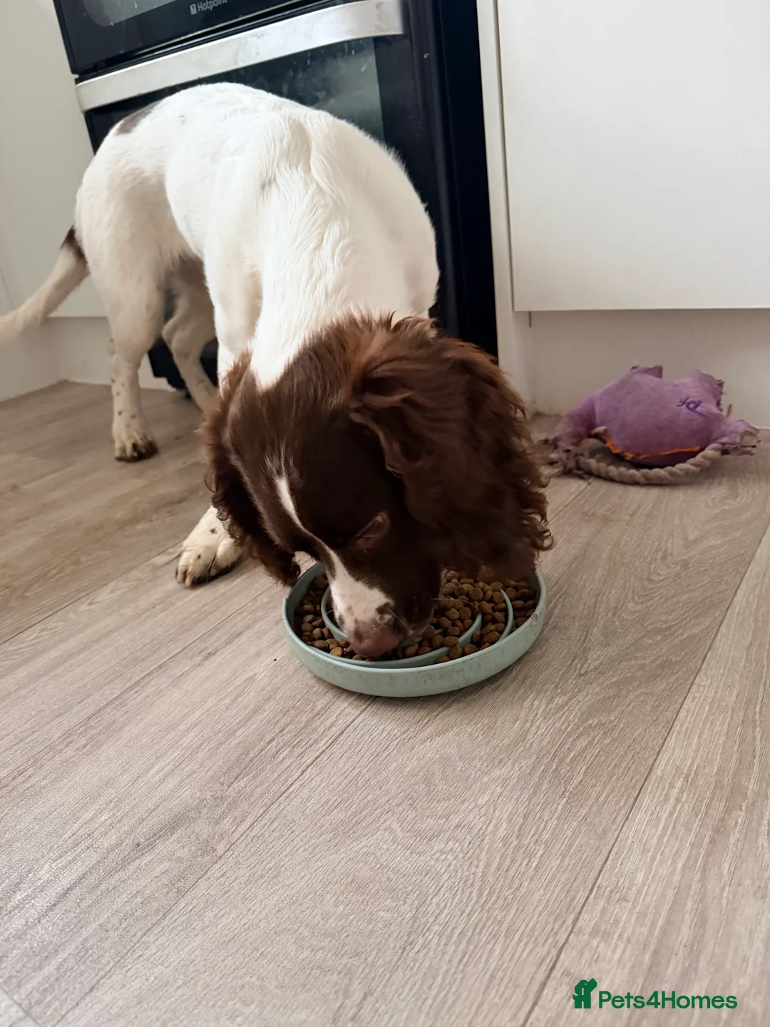 English Springer Spaniel dogs for sale: Male english springer spaniel  in Studley - Advert 8