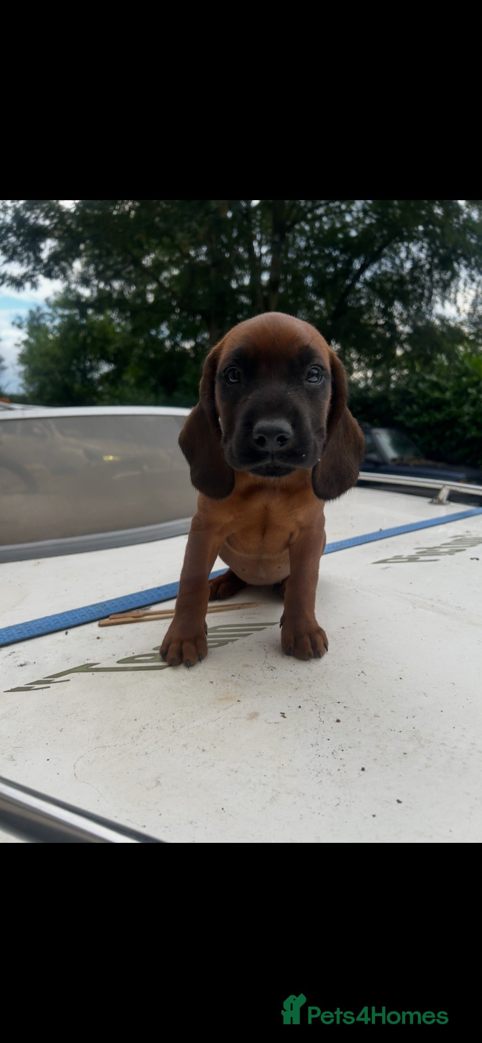 Bavarian Mountain Hound dogs Bavarian mountain hound pups - Advert 1