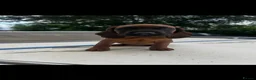 Bavarian Mountain Hound dogs for sale: Bavarian mountain hound pups - Advert 23