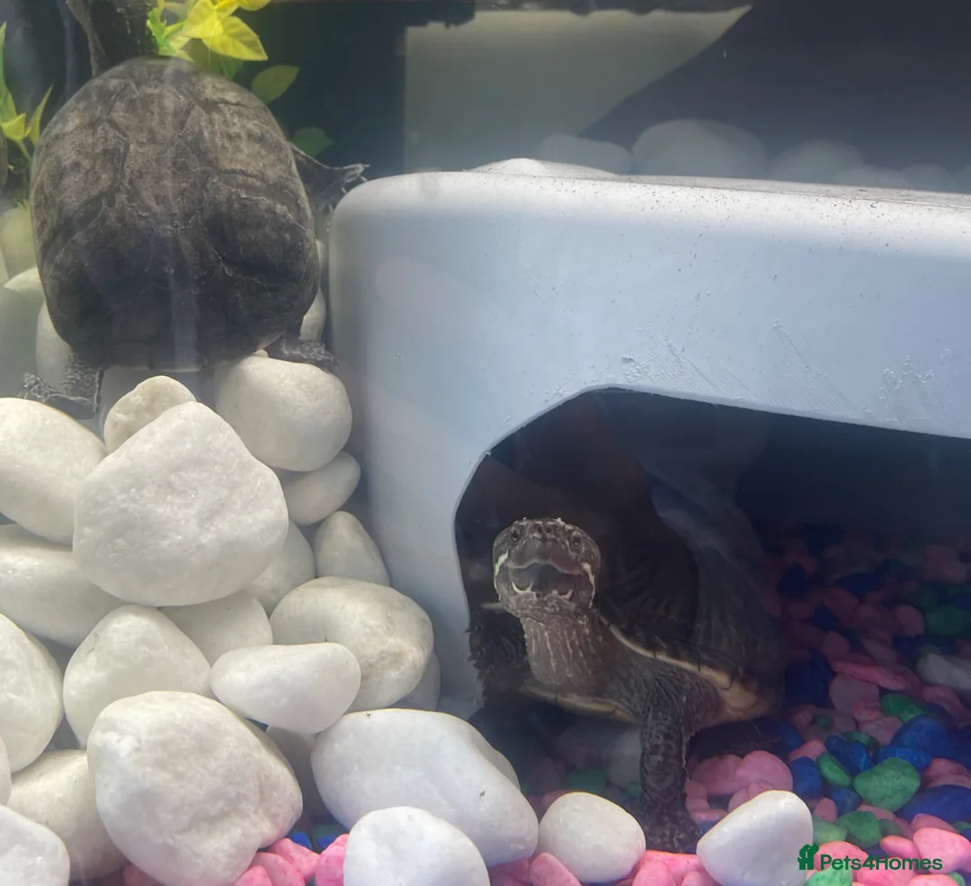 Turtle reptiles for sale: 2x Female musk turtles  - Advert 4