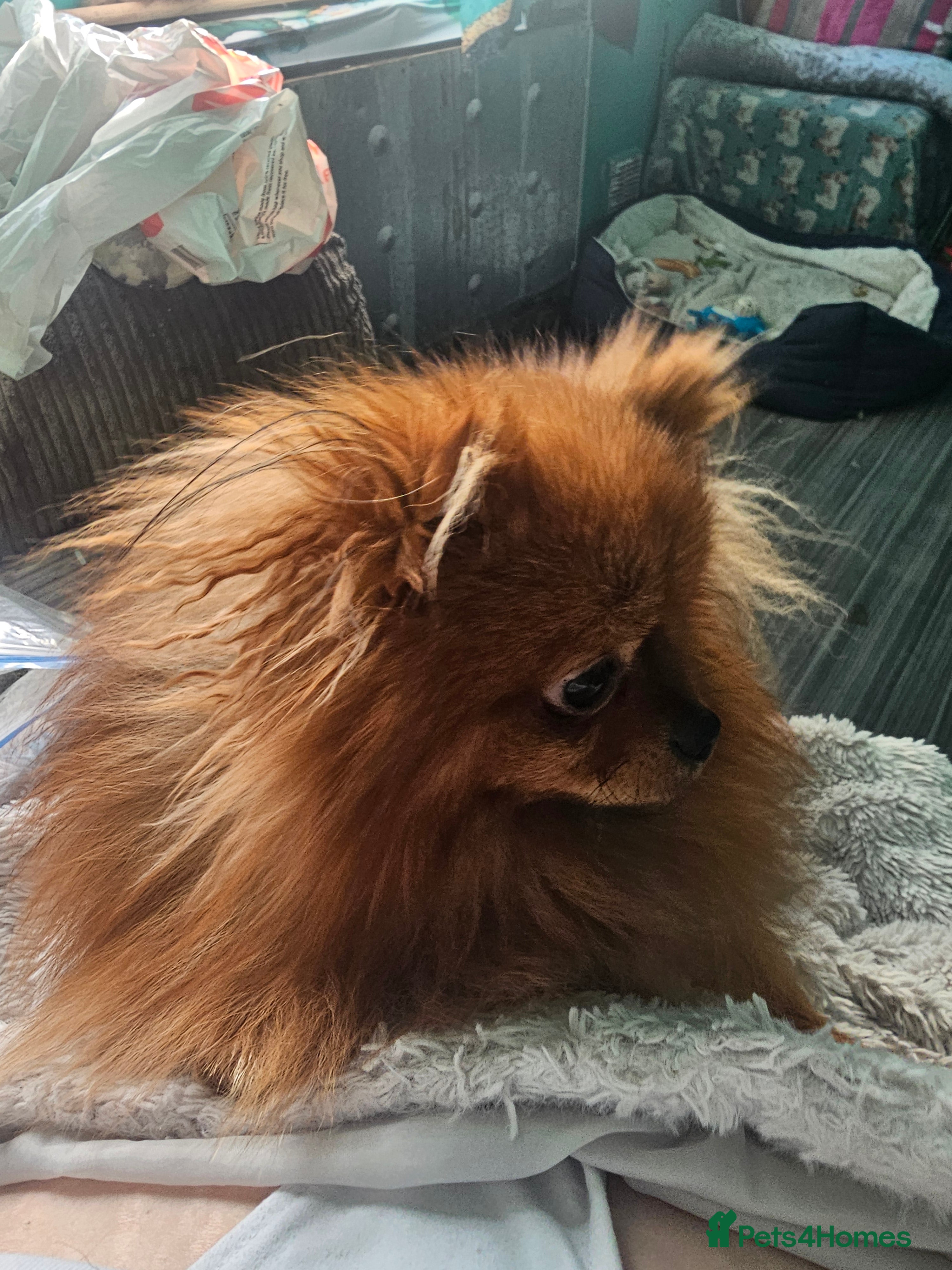 Pomeranian dogs ☆☆Tiny teddy☆☆ - Advert 2