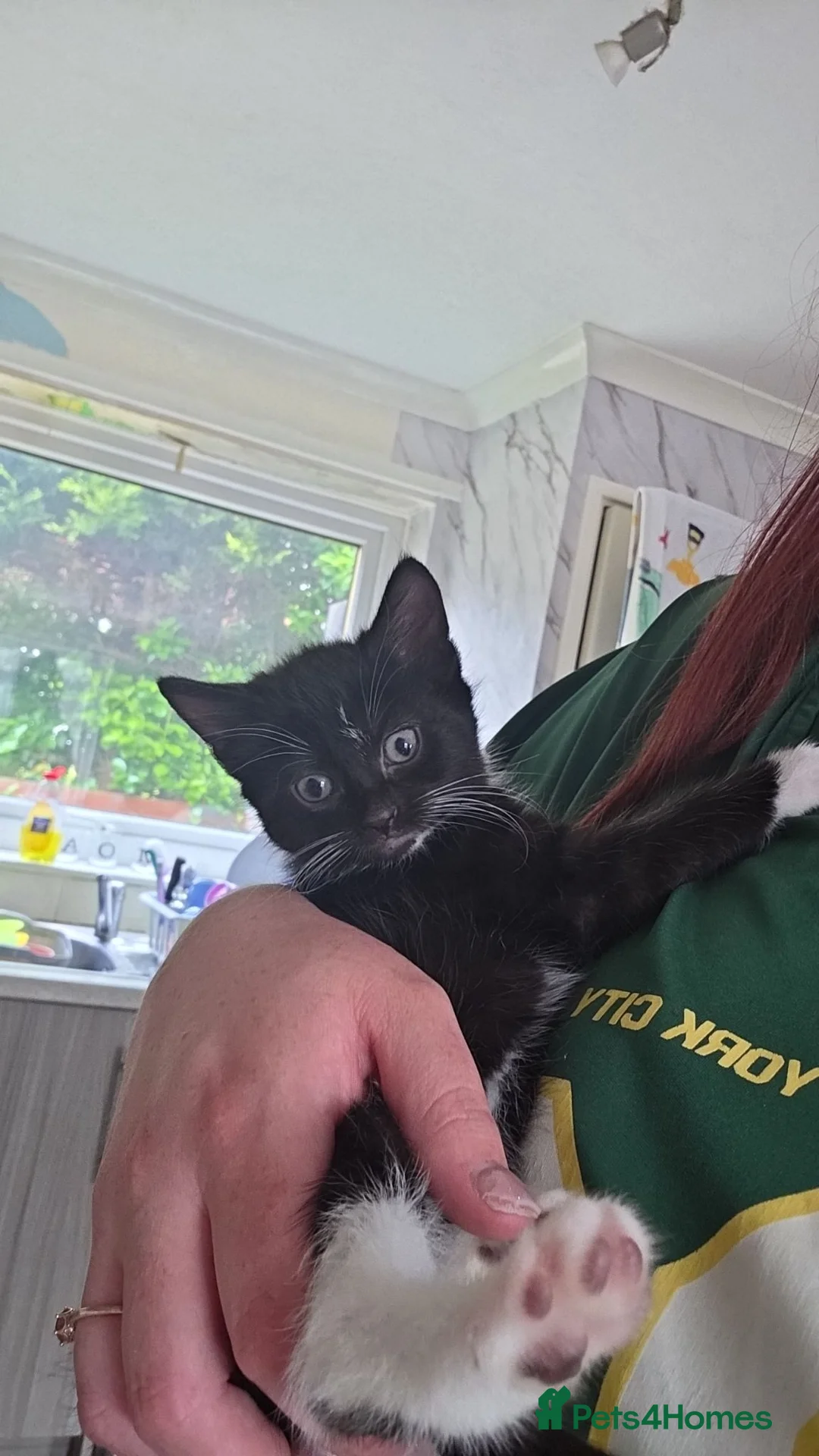 Mixed Breed cats for sale: 3 girls 1 boy kittens - Advert 1