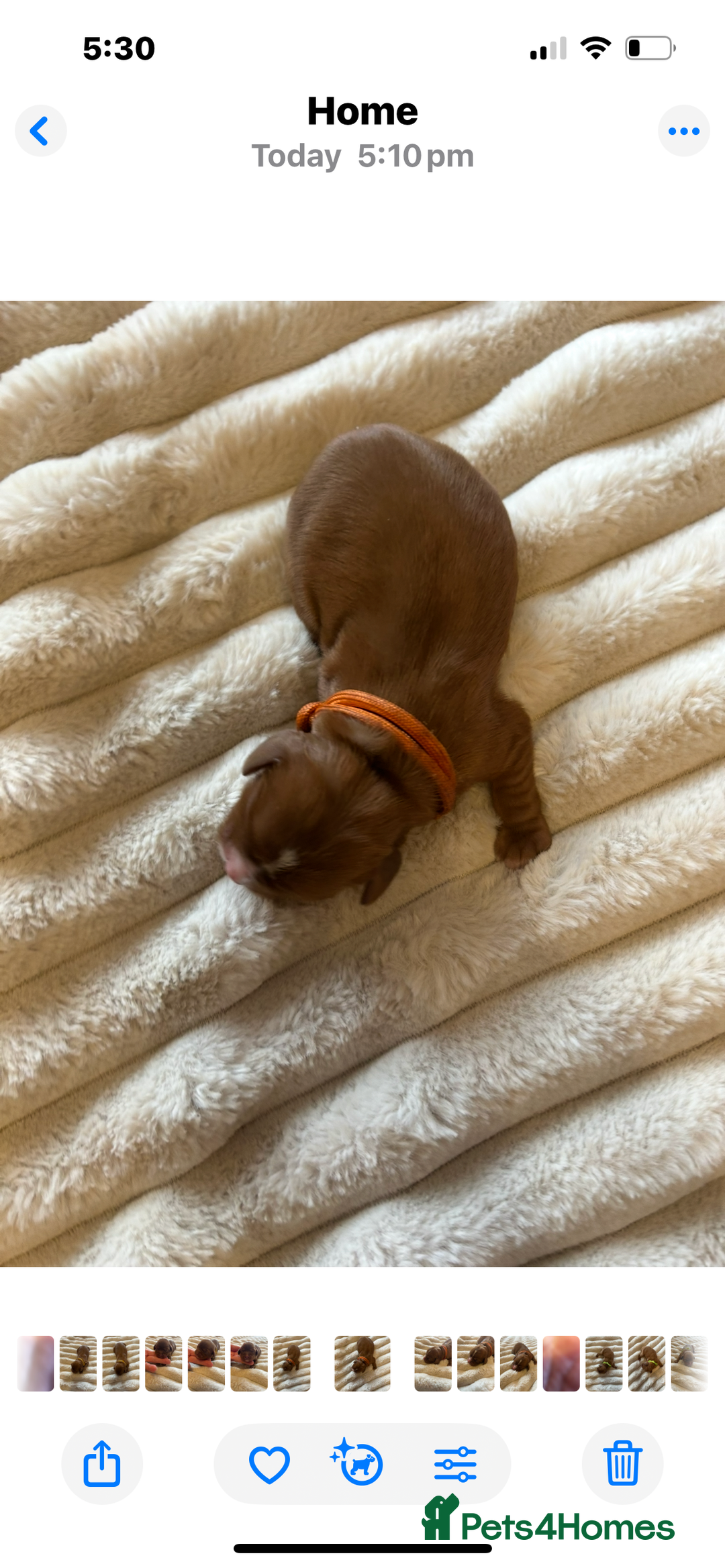 Cavalier King Charles Spaniel dogs for sale: KC CAVALIER KING CHARLES  - Image 9