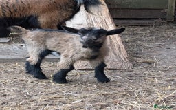 Goats livestock for sale: Baby Pygmy Goats – 2 Girls & 1 Boy (Neutered) - Image 7
