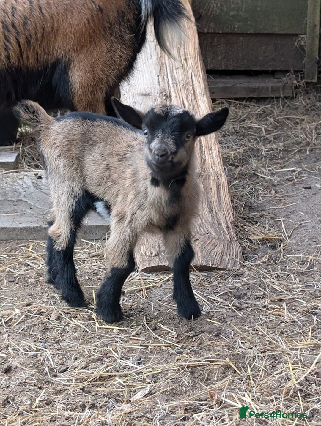 Goats livestock for sale: Baby Pygmy Goats – 2 Girls & 1 Boy (Neutered) - Image 7