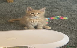 Maine Coon cats for sale: 1 boy is now available and 2 cream girls   - Image 37