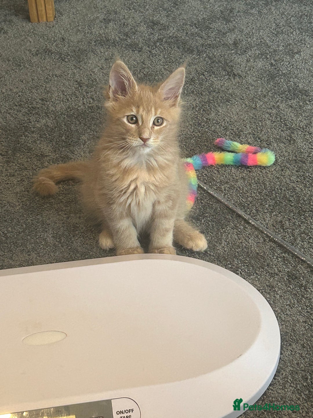 Maine Coon cats for sale: 1 boy is now available and 2 cream girls   - Image 37