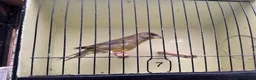 Finches birds for sale: Mutation greenfinches - Advert 7