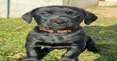 Labrador Retriever dogs Ready Next Week *4 boys left* Labrador Puppies - Advert 15