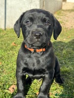 Labrador Retriever dogs Ready Next Week *3 boys left* Labrador Puppies - Advert 3