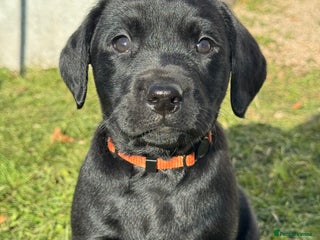 Labrador Retriever dogs Ready Now *2 left* Labrador Puppies - Advert 2