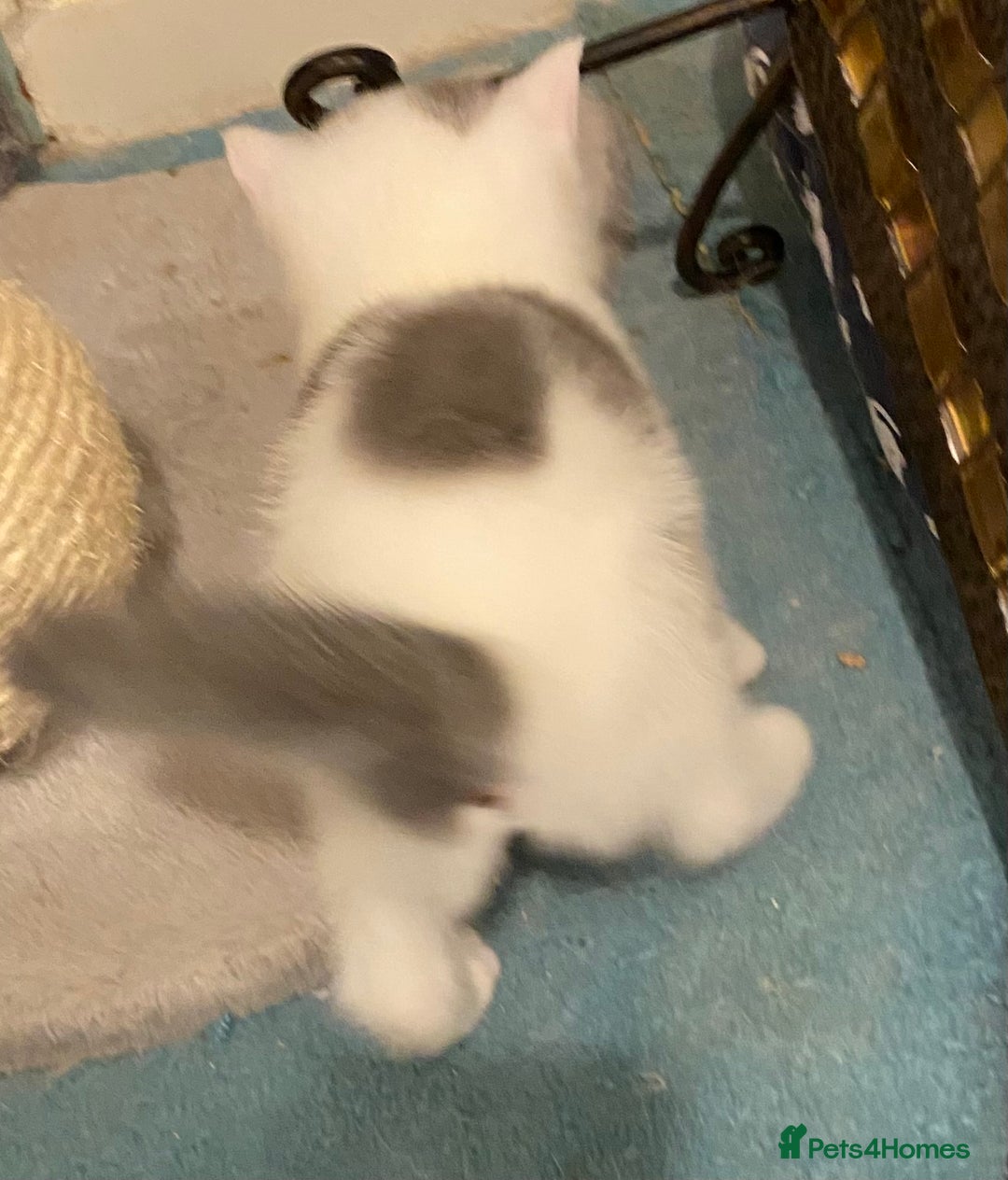 British Shorthair cats for sale: Show quality kittens direct IGrCh, GrCh & Ch lines - Image 9