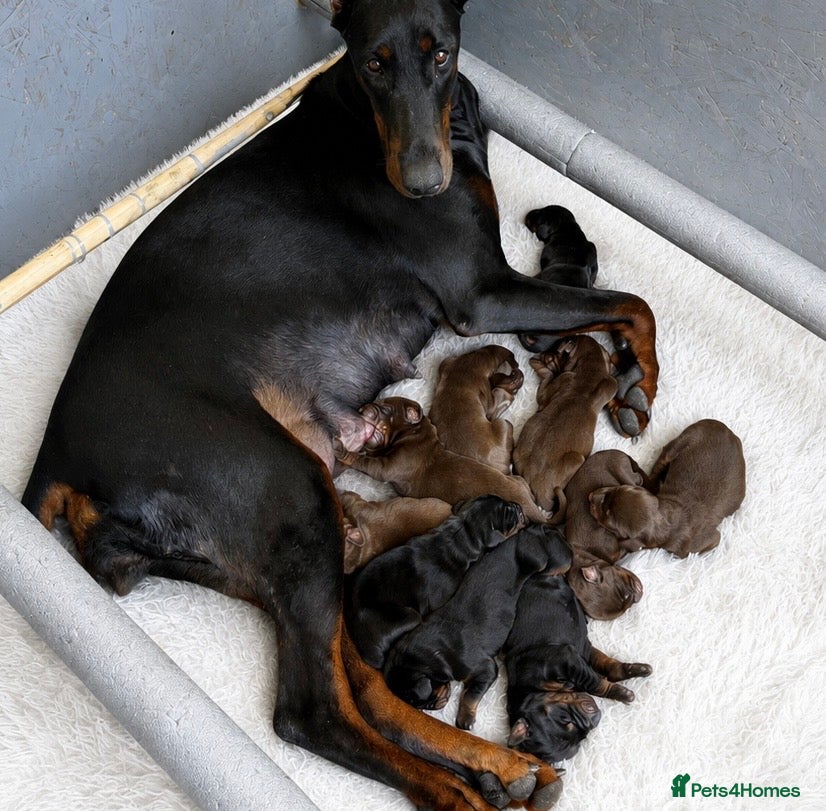 Dobermann dogs Exceptional Pedigree Doberman pups for sale  - Advert 16