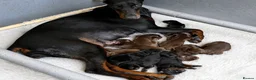 Dobermann dogs for sale: Exceptional Pedigree Doberman pups for sale  - Advert 1