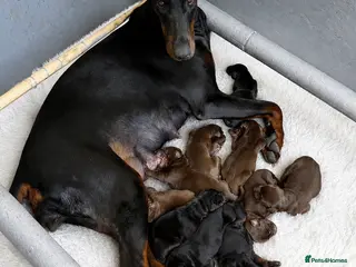 Dobermann dogs Exceptional Pedigree Doberman pups for sale - Advert 1