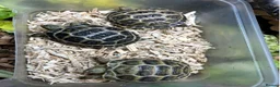 Tortoise reptiles for sale: Horsefield Tortoises  - Advert 3