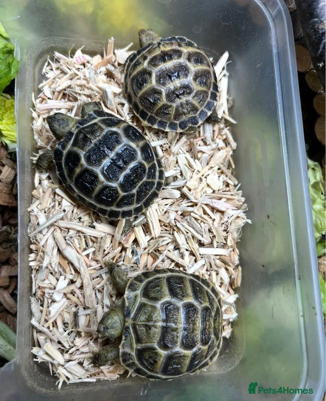 Tortoise reptiles for sale: Horsefield Tortoises  - Advert 3