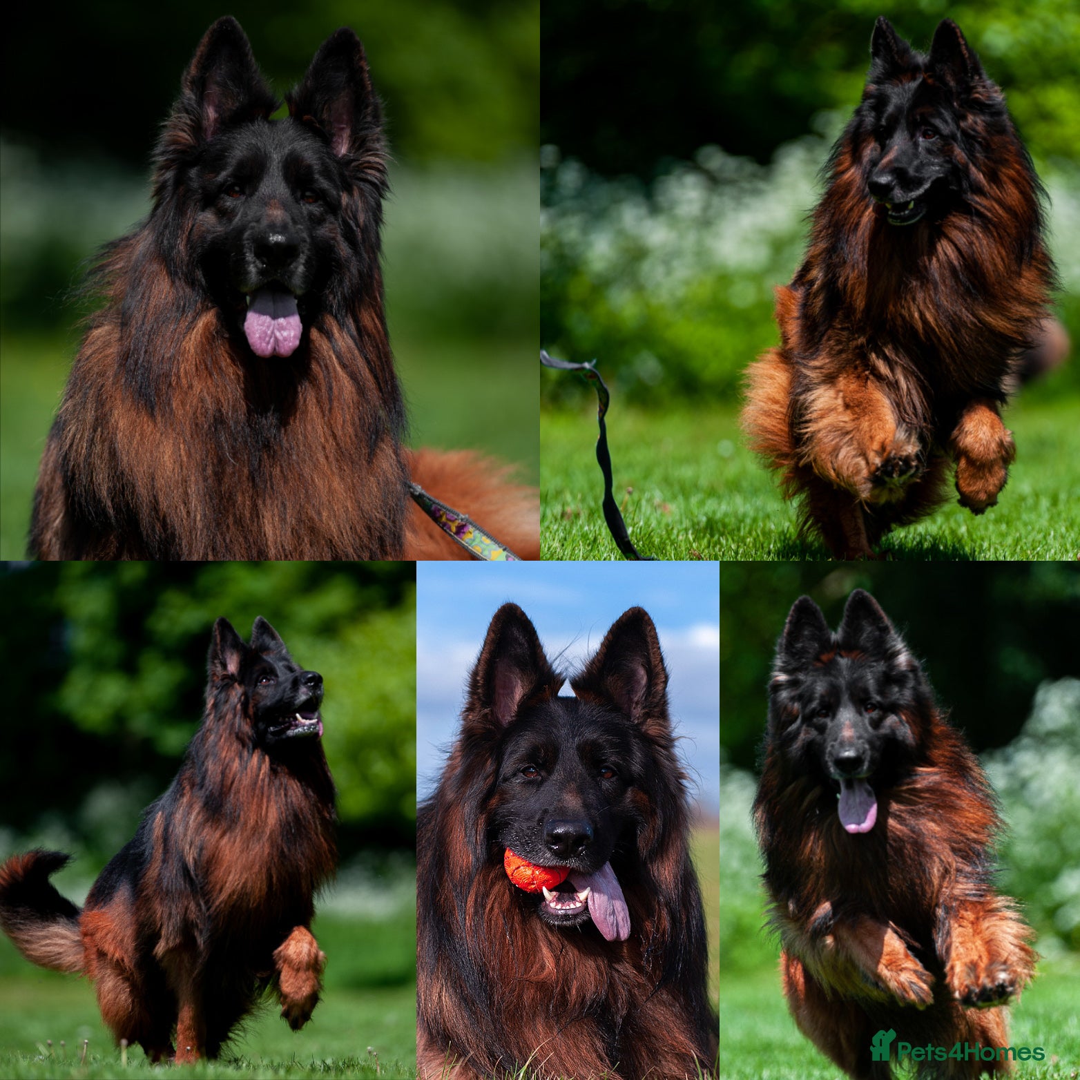 German Shepherd dogs for sale: ❤️🐾 Beautiful Long-Haired GSD Puppies🐾❤️ - Advert 2
