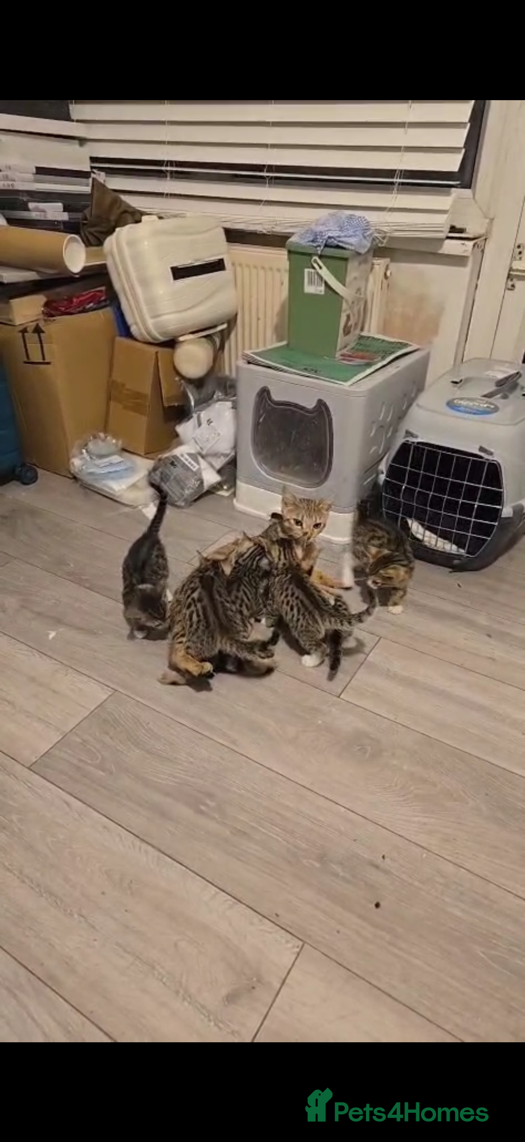 Mixed Breed cats for sale: 10 wk Female, Mix-Bengal Kitten - Image 5