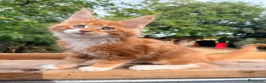 Maine Coon 7