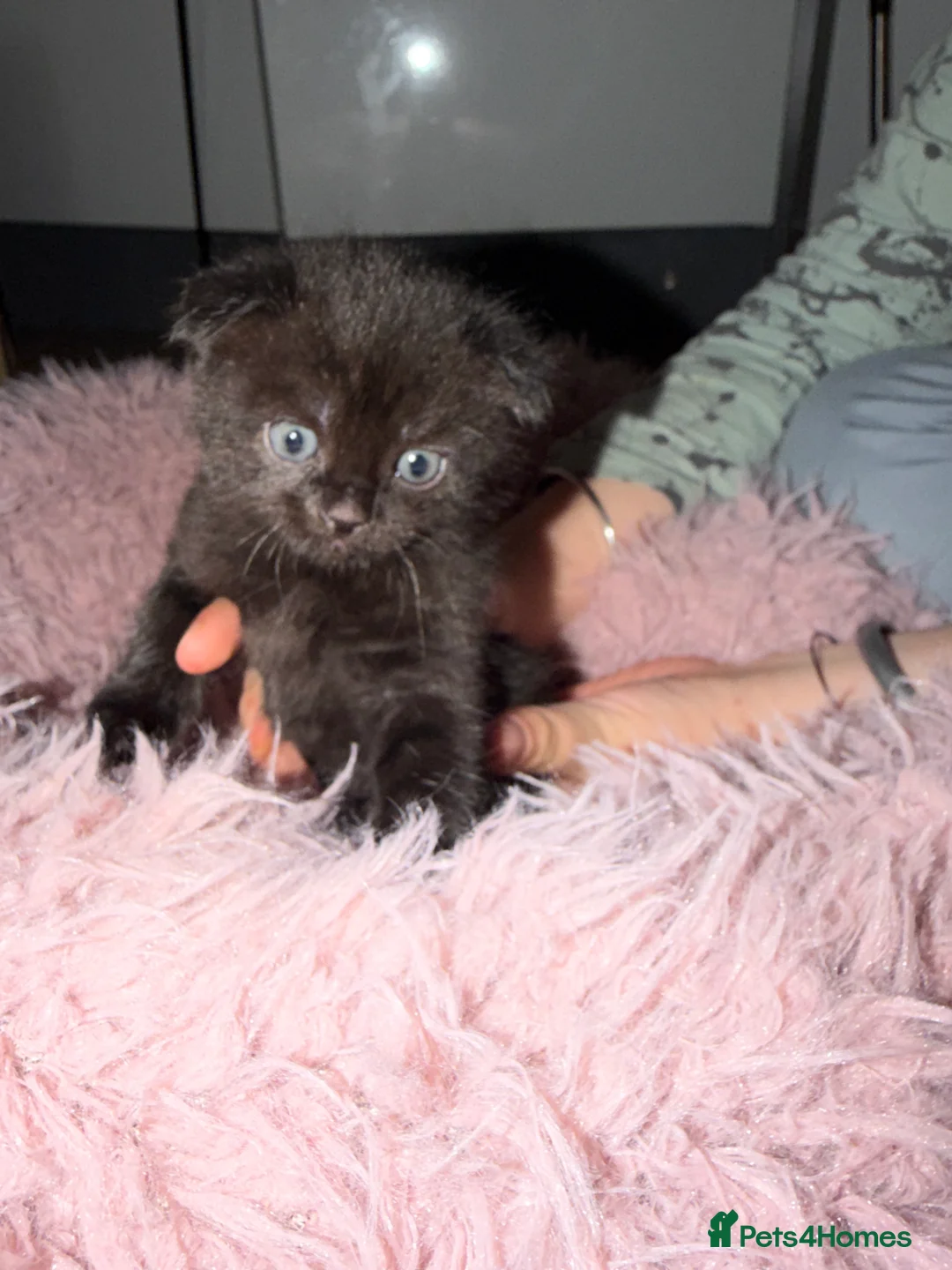 Scottish Fold cats for sale: Gorgeous Scottish Fold Kittens - Advert 10