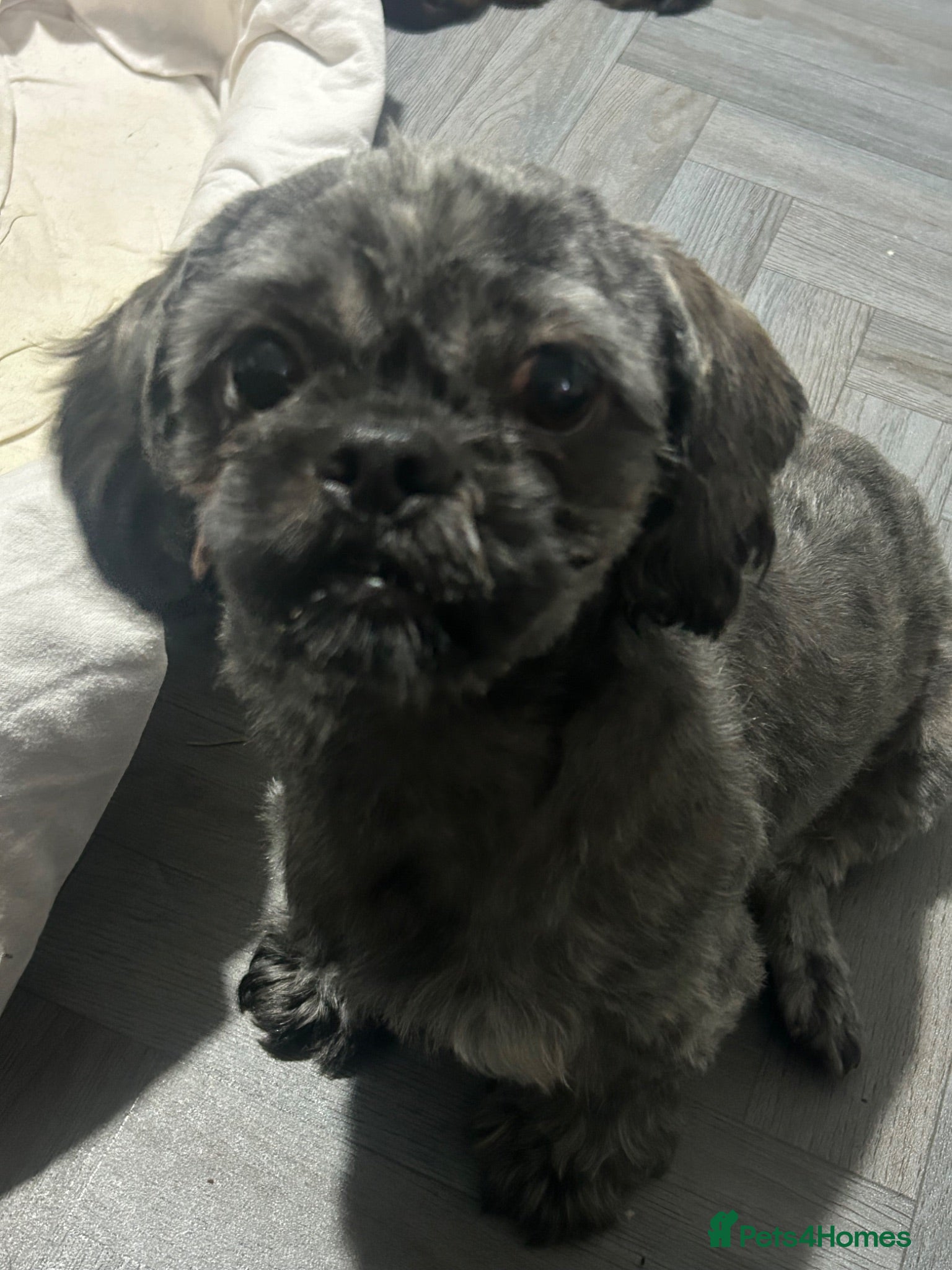 Mixed Breed dogs Boarder terrier x Shih tzu puppies for sale - Advert 16