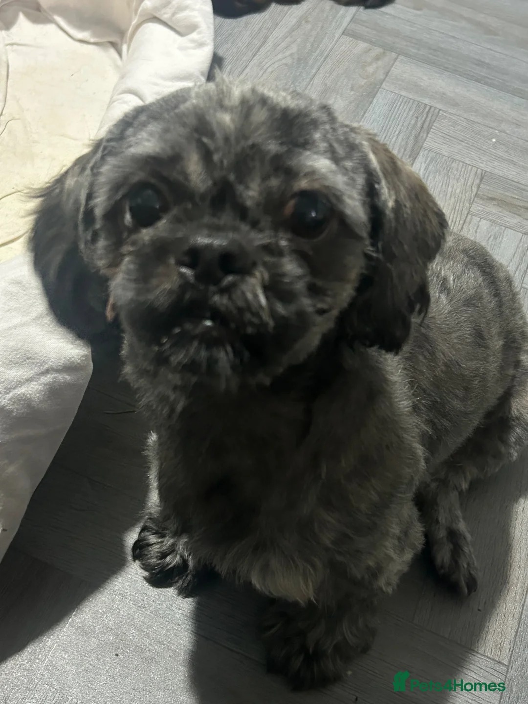 Mixed Breed dogs for sale: Boarder terrier x Shih tzu puppies for sale in Wrexham - Advert 1