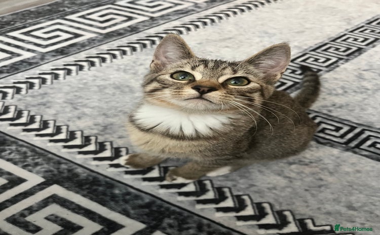 Mixed Breed cats - Advert 2