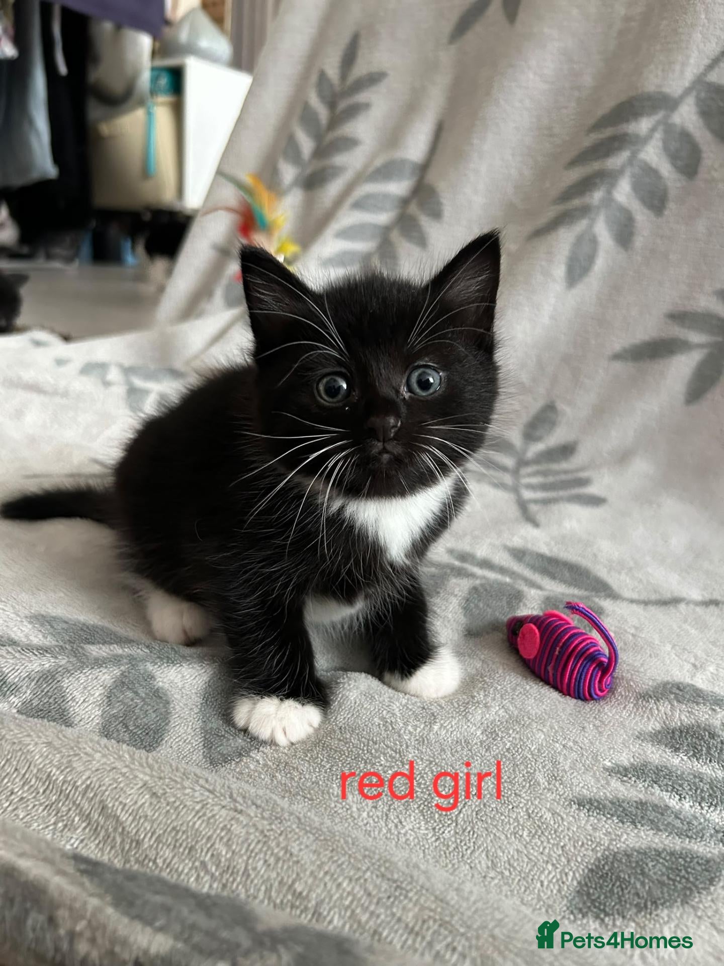 British Shorthair cats Kittens - Advert 6
