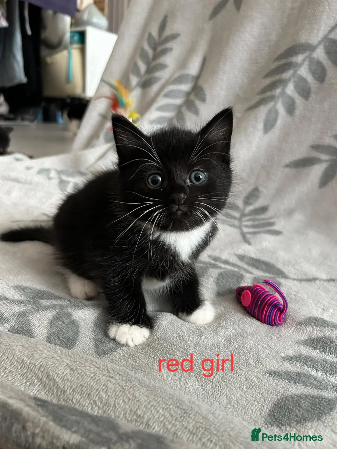 British Shorthair cats for sale: Kittens - Advert 1