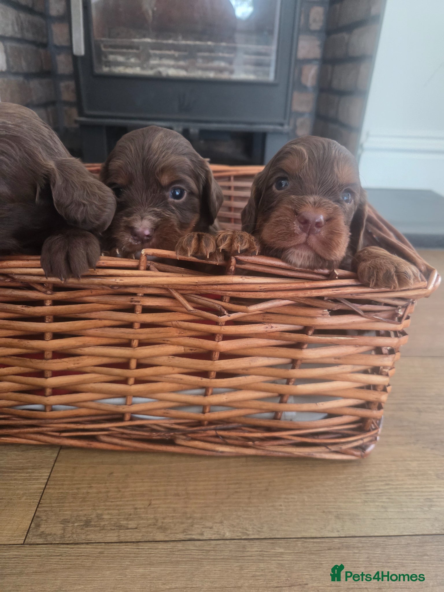 Cocker Spaniel dogs 🤎 KC Reg Working Cocker Spaniel puppies 🤎 - Advert 1