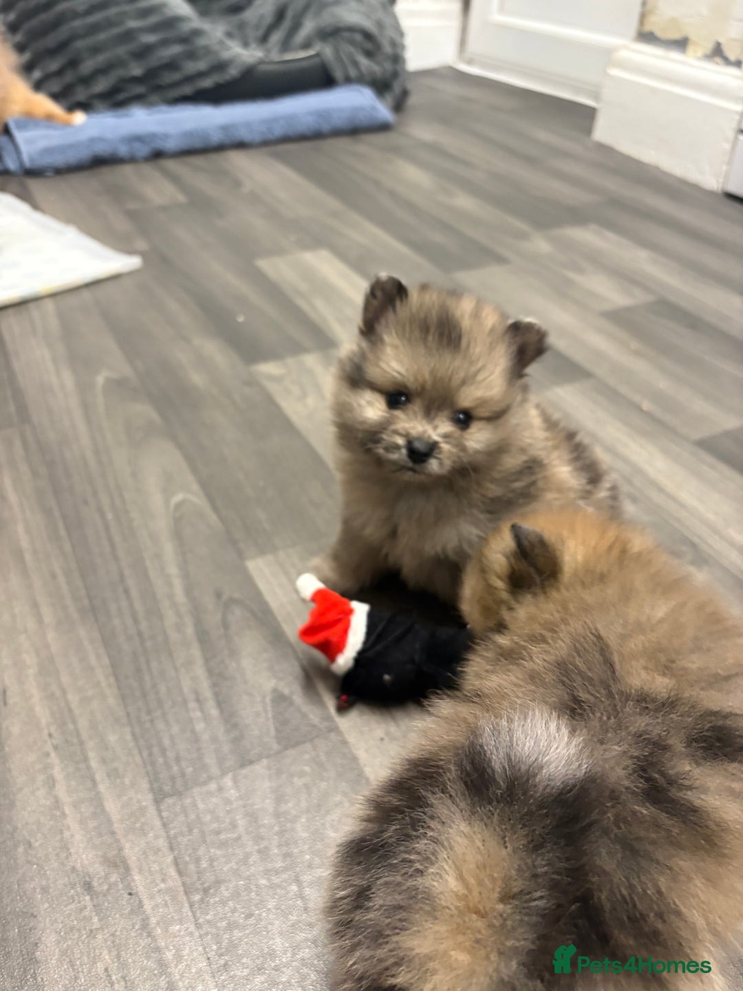 Pomeranian dogs for sale: Litter of pomeranians  - Advert 20