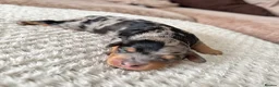 Cavapoo dogs for sale: Beautiful F1B Cavapoo Puppies  - Advert 8