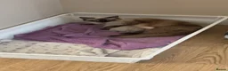 Ragdoll cats for sale: 🐾 Beautiful Female Lilac Ragdoll Kitten - Advert 6
