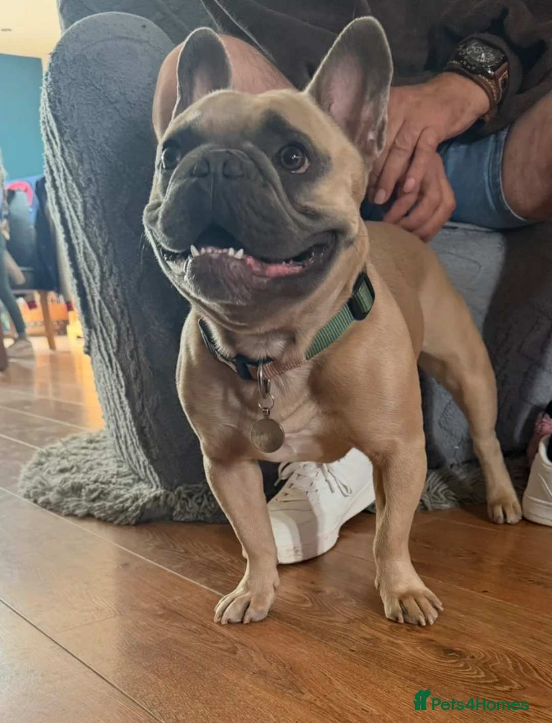 French Bulldog dogs for sale: Bailey (french bulldog)  in Orpington - Advert 4