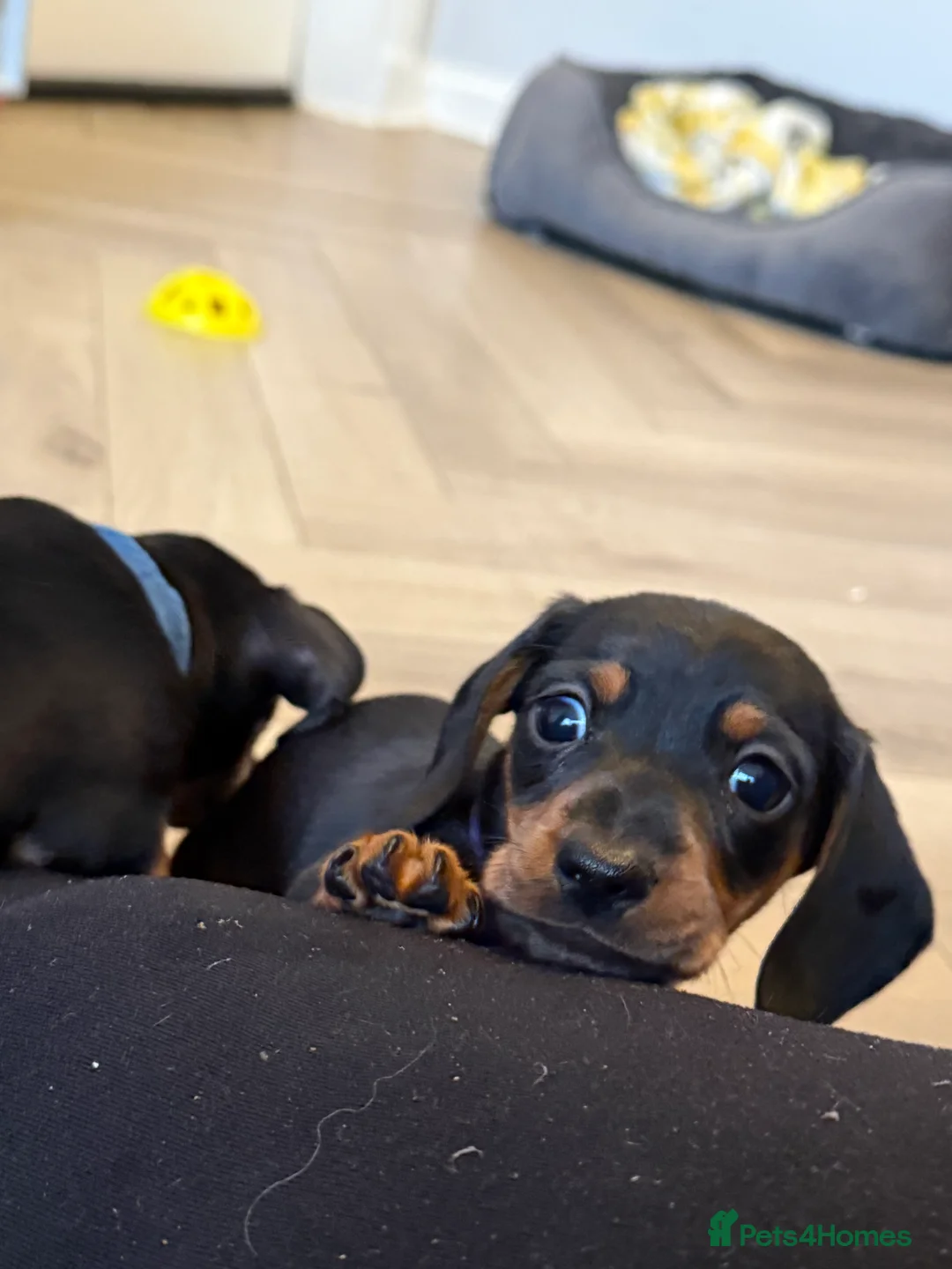 Miniature Dachshund dogs for sale: Black and Tan Miniature Dachshund Puppies  - Advert 8