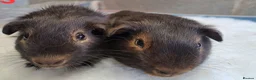 Guinea Pig rodents for sale: Guinea pig boars for sale  in Stourport-on-Severn - Advert 10