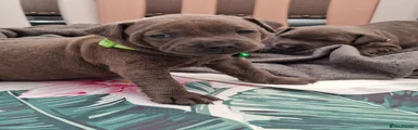Staffordshire Bull Terrier Puppy 6