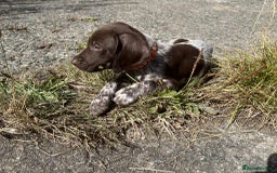 German Shorthaired Pointer dogs for sale: 3boys 3girls left ‼️Stunning Litter of GSP puppies - Image 7