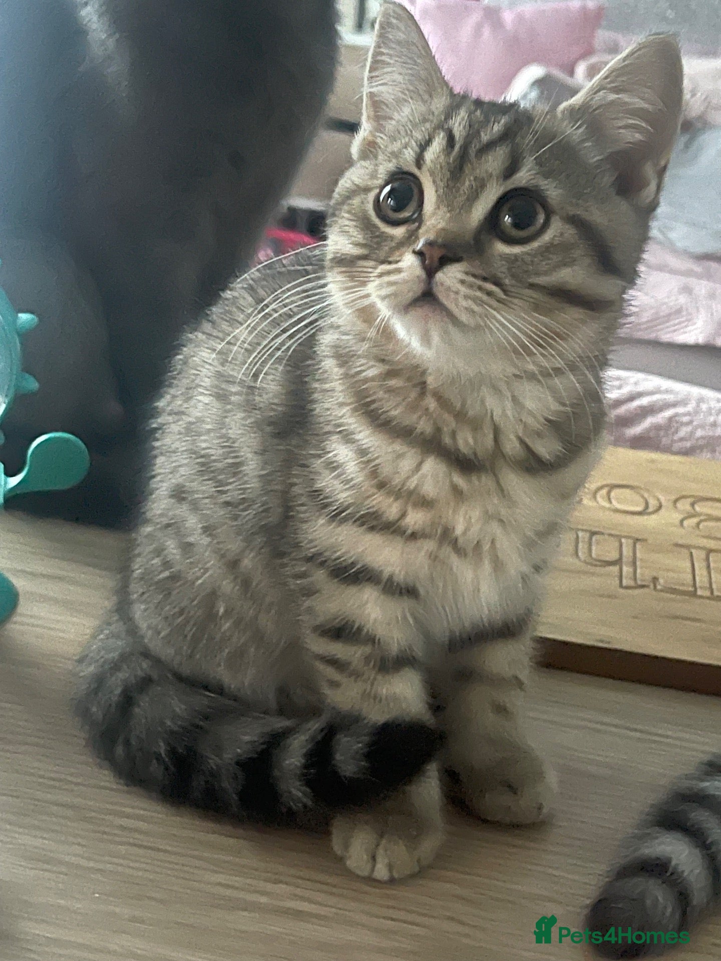Scottish Fold cats 1 kitten ready now! ❤️ price reduced❤️ - Advert 17